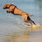 Ridgeback im Sprung