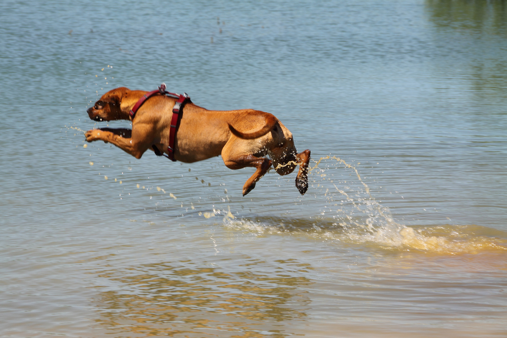 Ridgeback im Sprung II