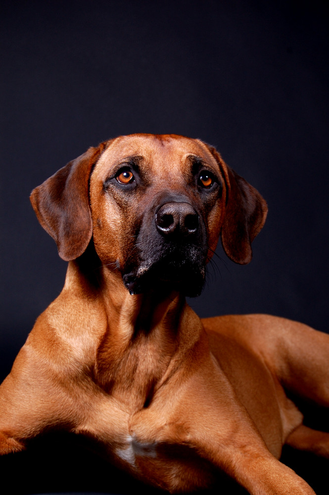 Ridgeback im Studio