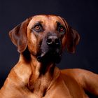 Ridgeback im Studio