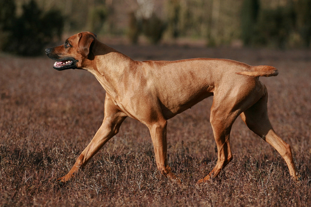 Ridgeback in Bewegung