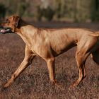 Ridgeback in Bewegung