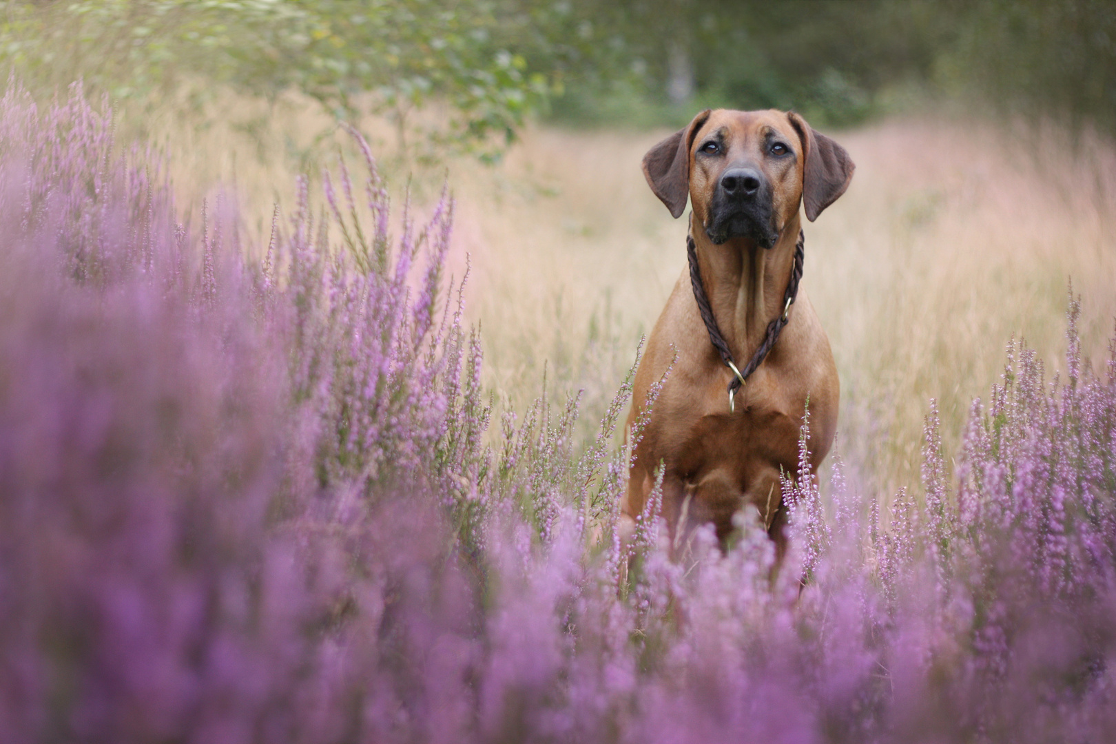 Ridgeback in der Heide