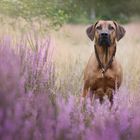 Ridgeback in der Heide