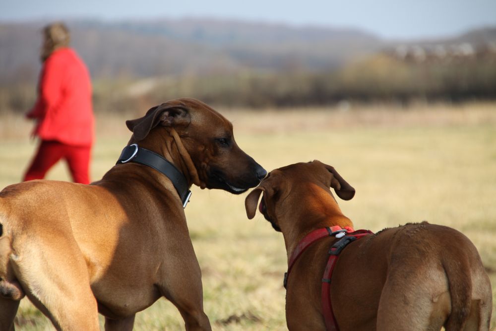 Ridgeback in Love