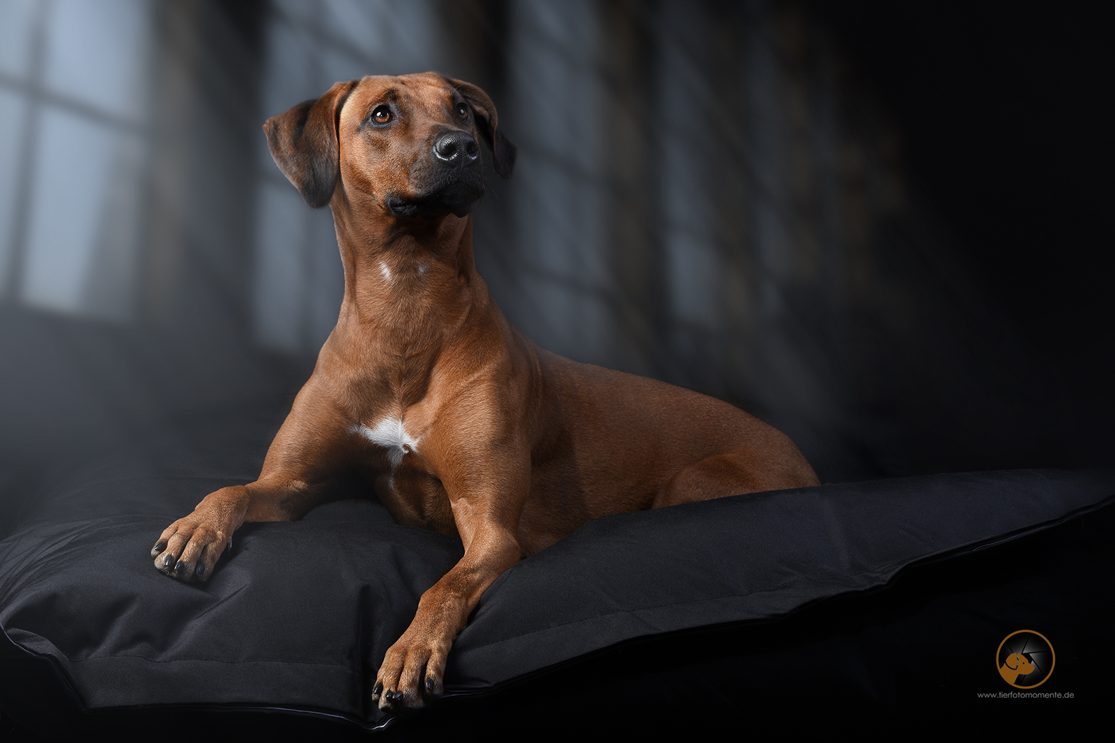 Ridgeback Königin