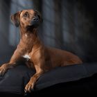 Ridgeback Königin