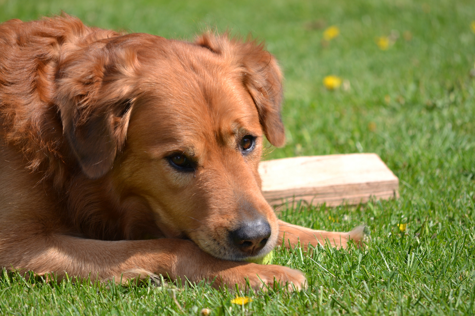 Ridgeback Mix im Garten