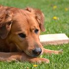 Ridgeback Mix im Garten