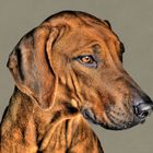 Ridgeback ohne saum