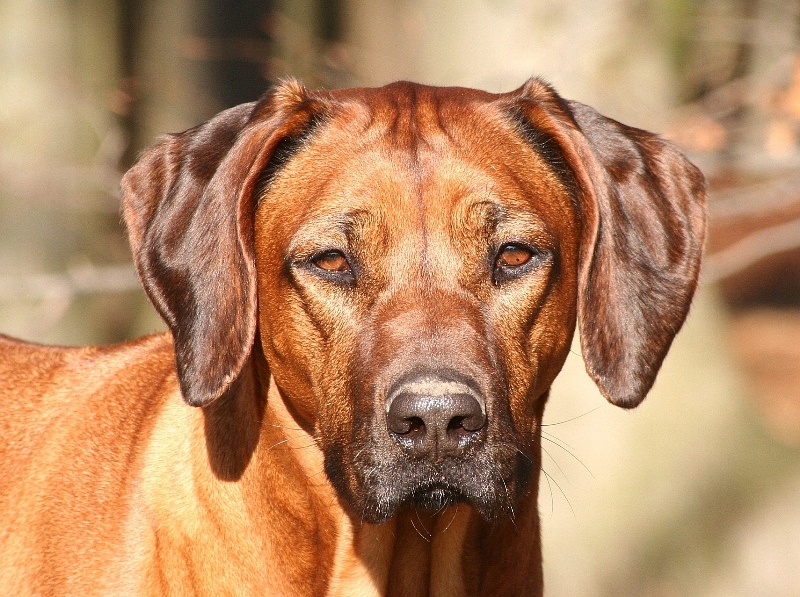 Ridgeback Portrait