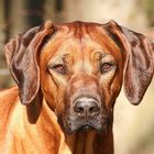 Ridgeback Portrait