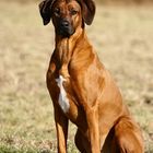 Ridgeback Posing