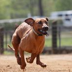 ~ Ridgeback-Power ~