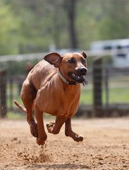 ~ Ridgeback-Power ~