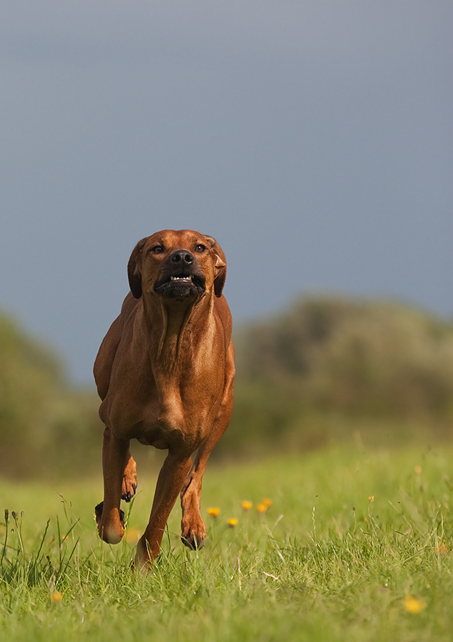 Ridgeback Power