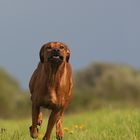 Ridgeback Power