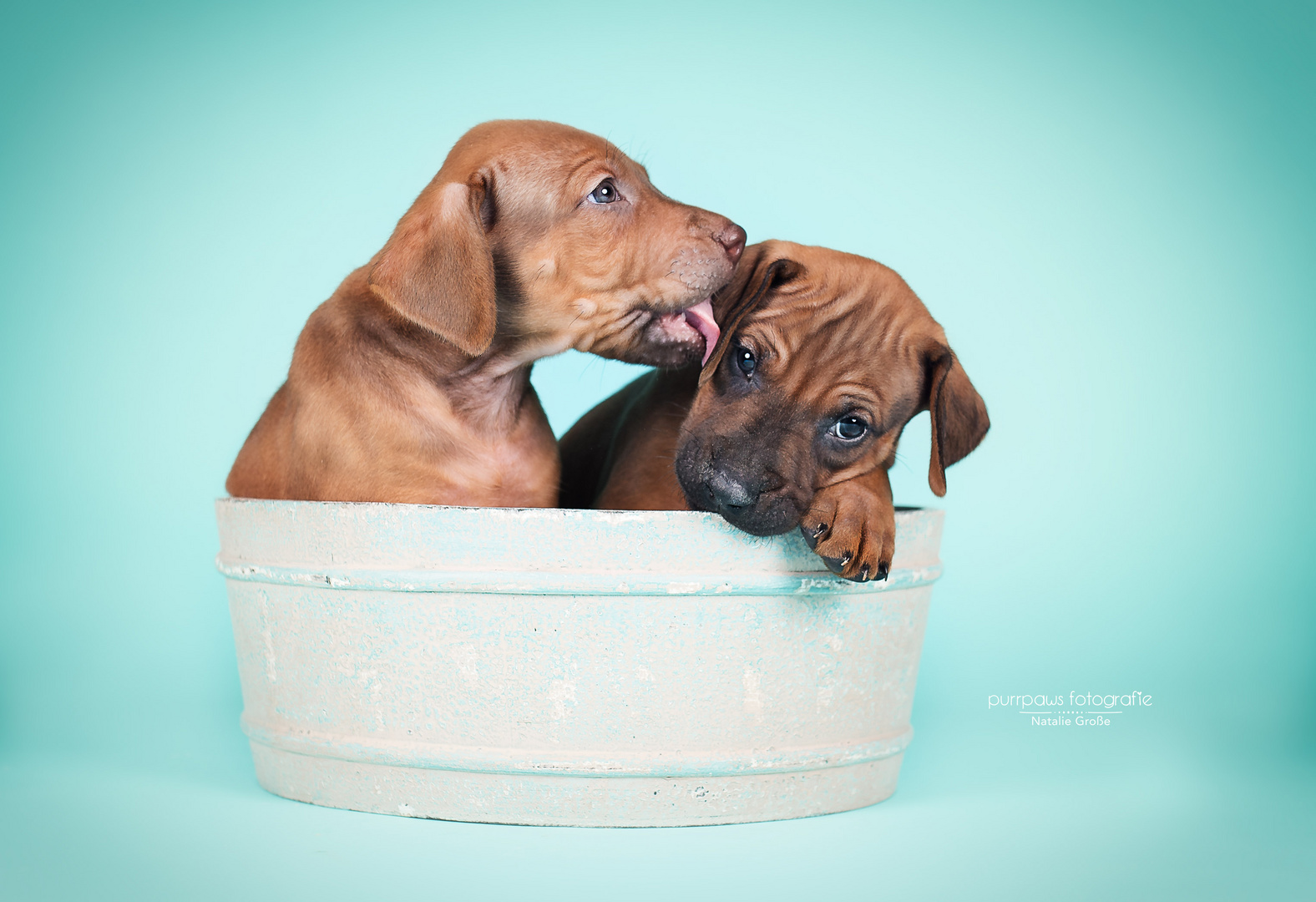 Ridgeback Puppy