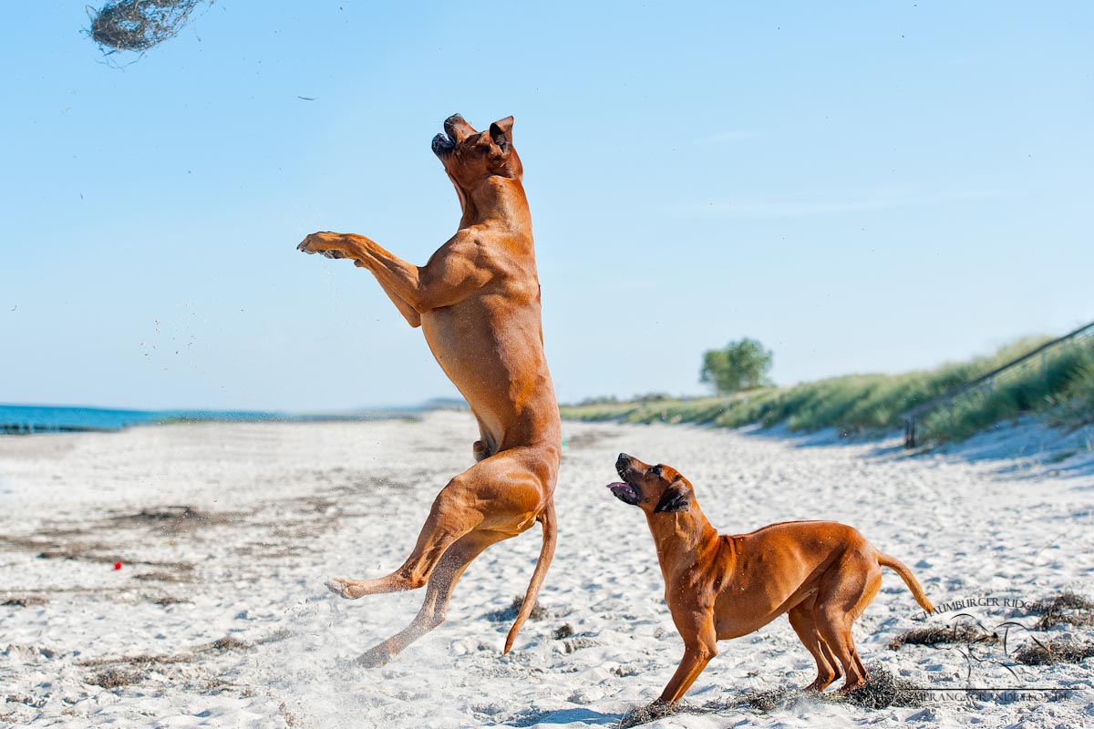 Ridgeback spiel am Strand