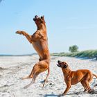 Ridgeback spiel am Strand