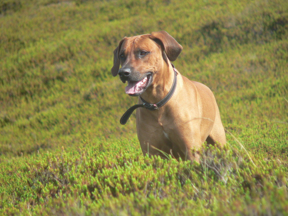 Ridgeback unterwegs