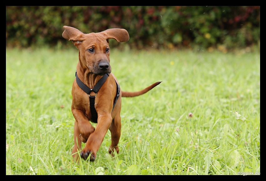 Ridgeback Welpe