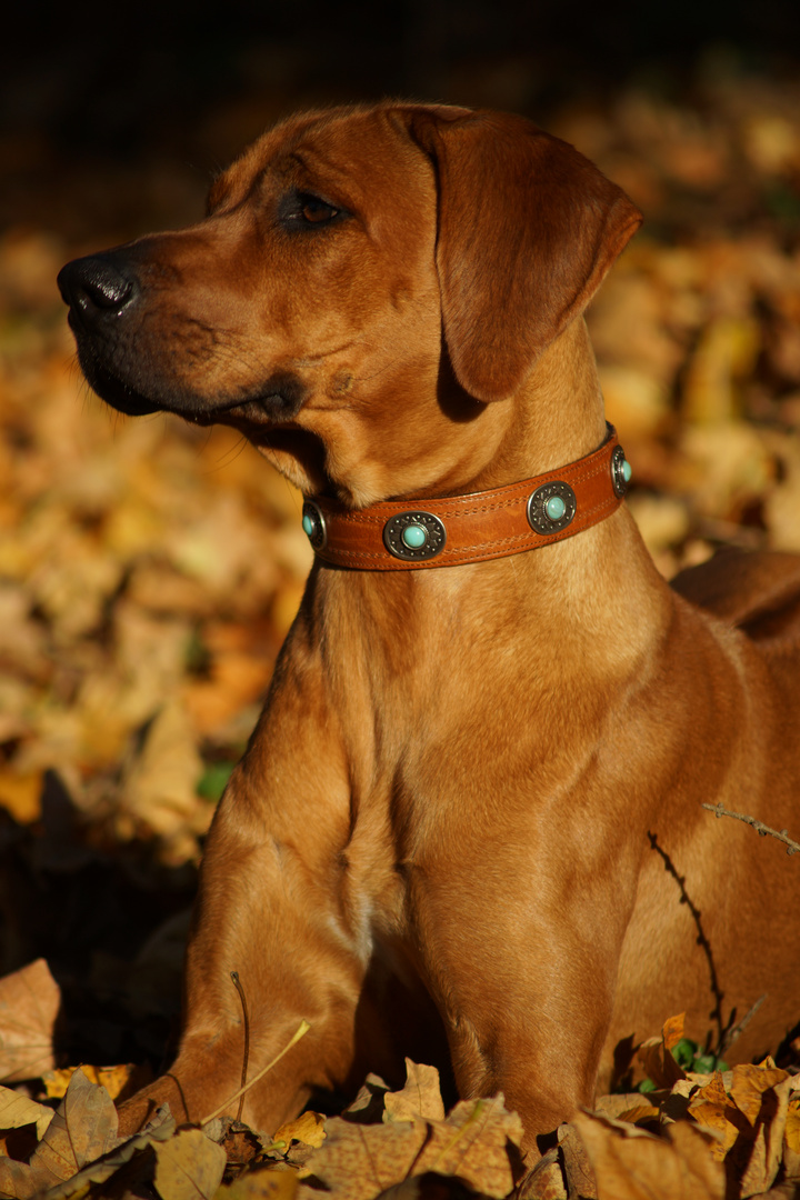 Ridgebackhündin