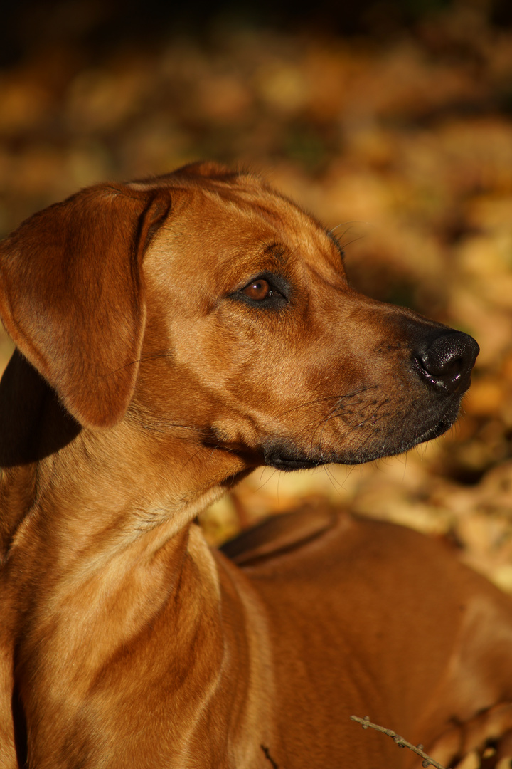 Ridgebackhündin Akeena Herbst