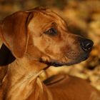 Ridgebackhündin Akeena Herbst