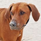 Ridgeback´s Dream