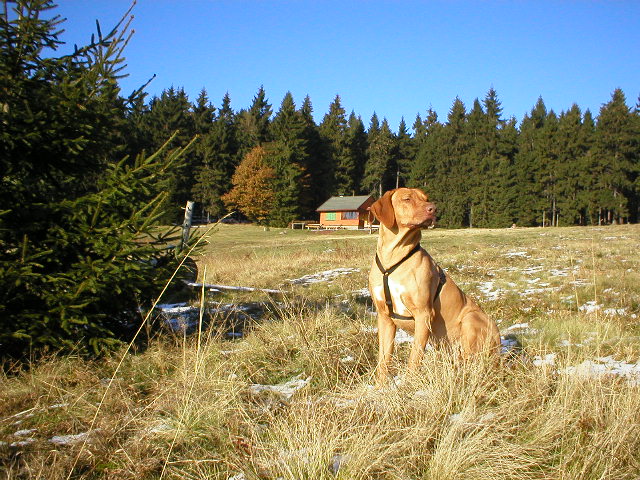 Ridgebacks November