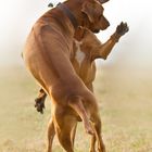 Ridgebacks spielen anders