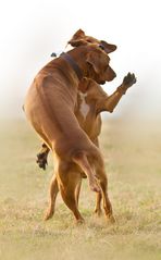 Ridgebacks spielen anders