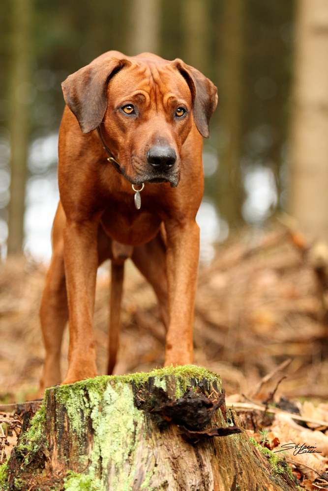 Ridgebacktypisches Glotzen :-)