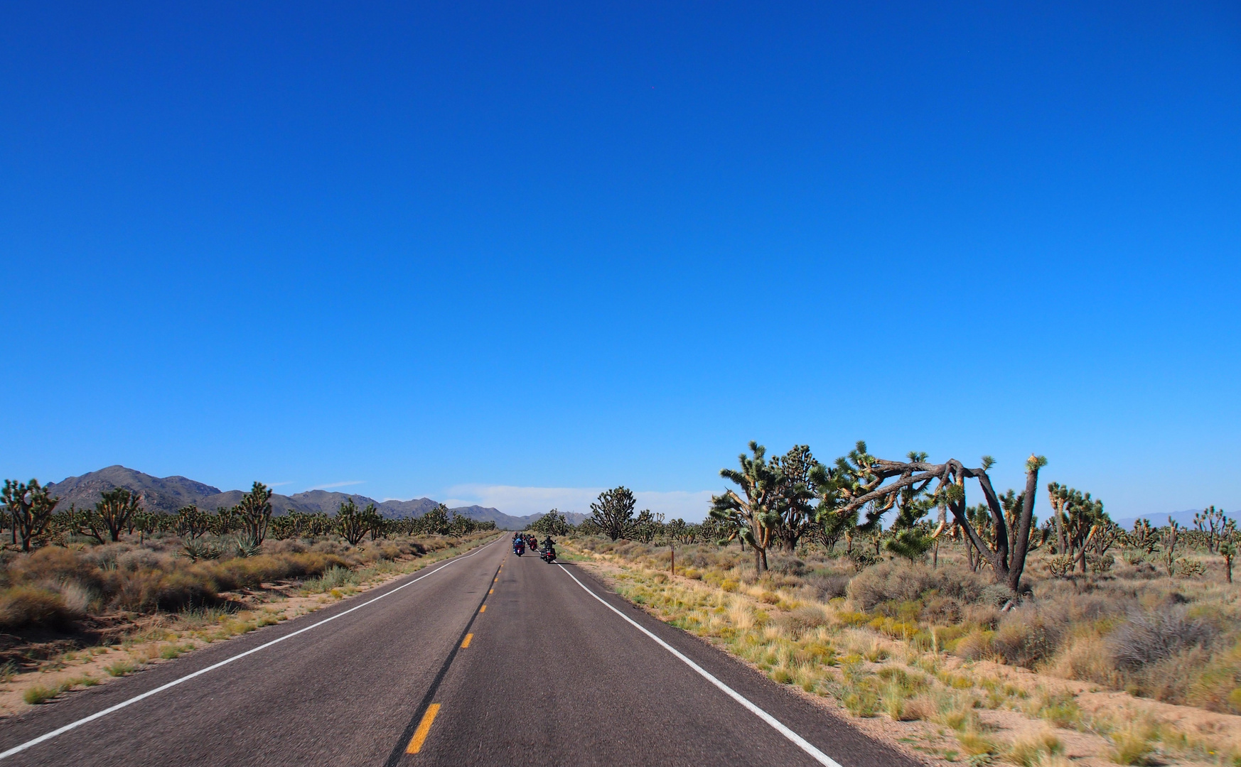 Riding Joshua Tree