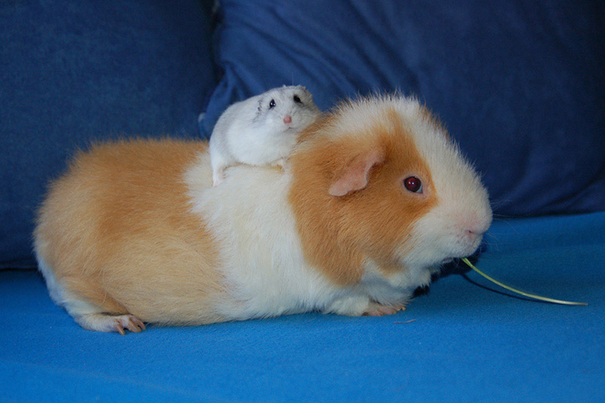 Riding on a Meerschweinchen