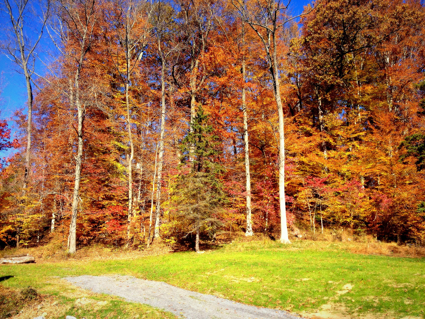 Ridley Creek State Park I