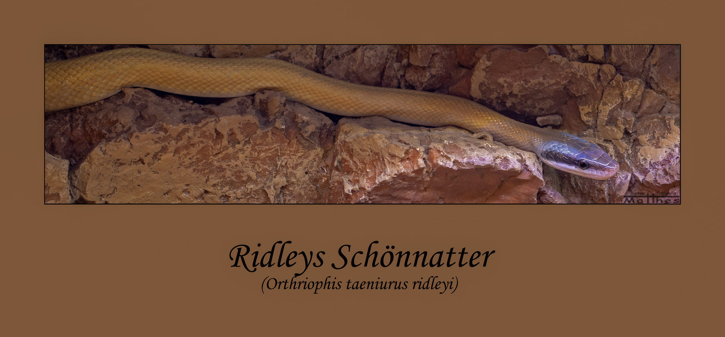 Ridleys-Schönnatter