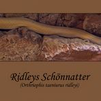 Ridleys-Schönnatter