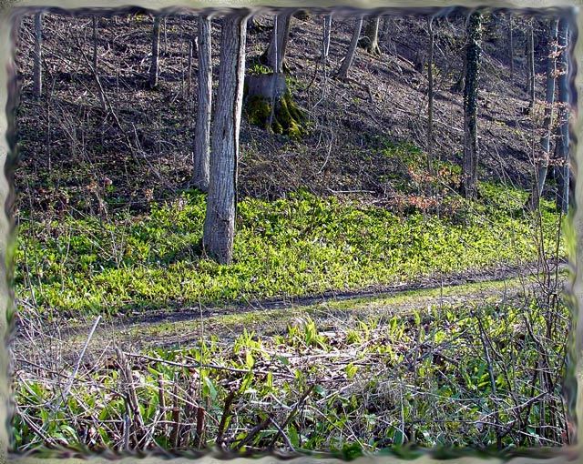 Riechst du den Frühling?