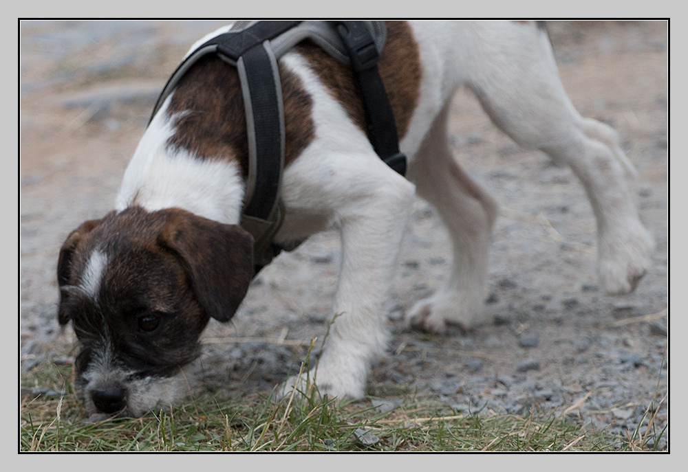 Riecht er das Spanferkel? Foto & Bild hund, natur, nase Bilder auf