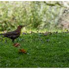 Riecht es schon nach Herbst?