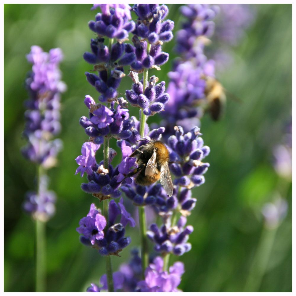 riecht gut Foto & Bild pflanzen, pilze & flechten, blüten