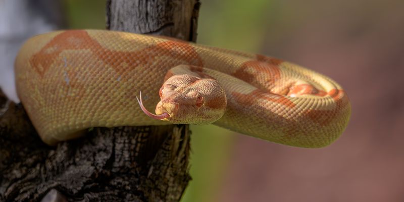 "Riecht nach roadrunner! ...