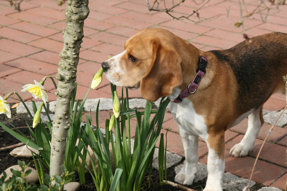 Riecht so der Frühling???