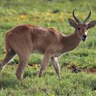 Riedbock im Nationalpark Amboseli, Kenia