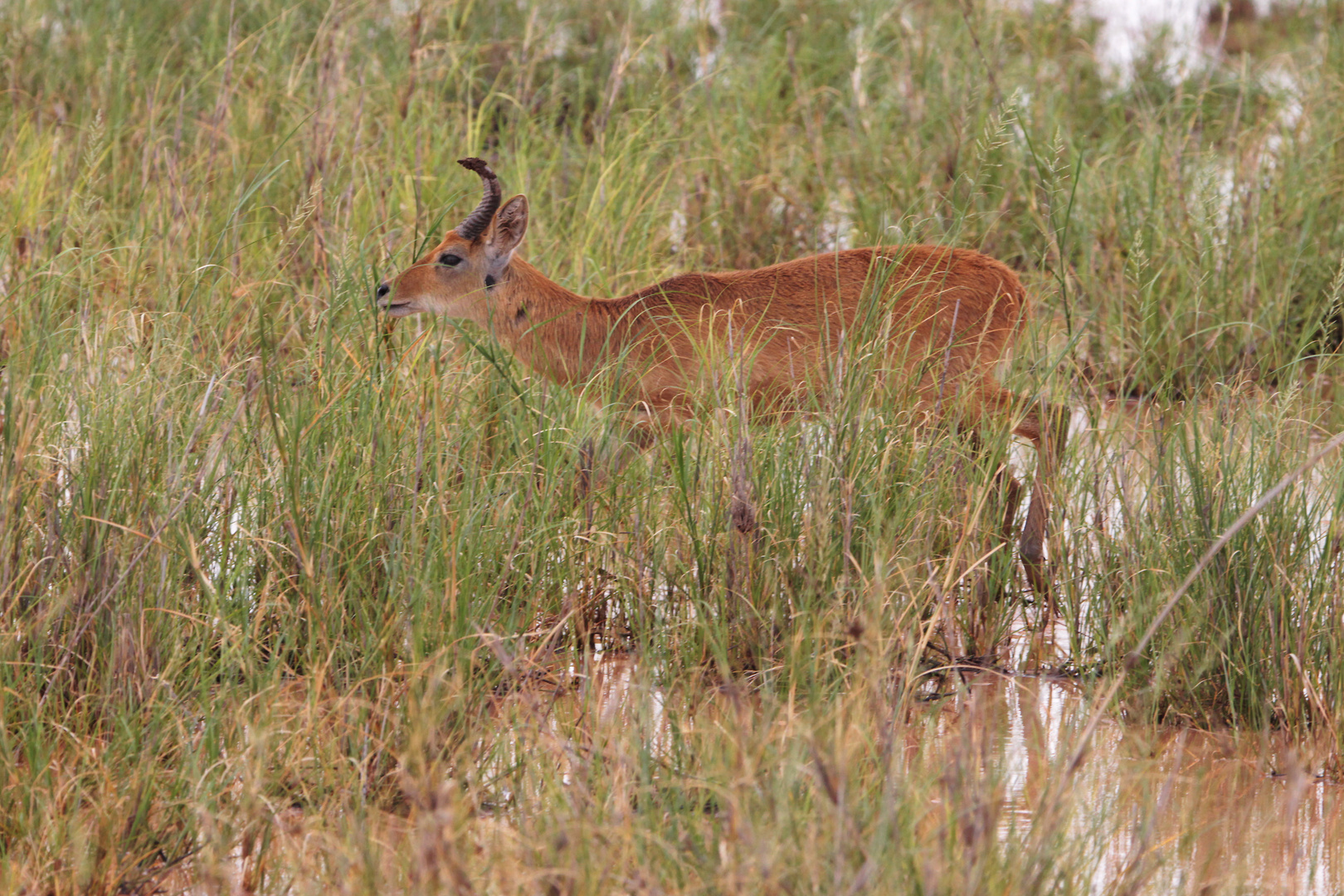 Riedbock im Nationalpark Amboseli, Kenia