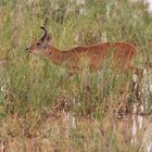 Riedbock im Nationalpark Amboseli, Kenia