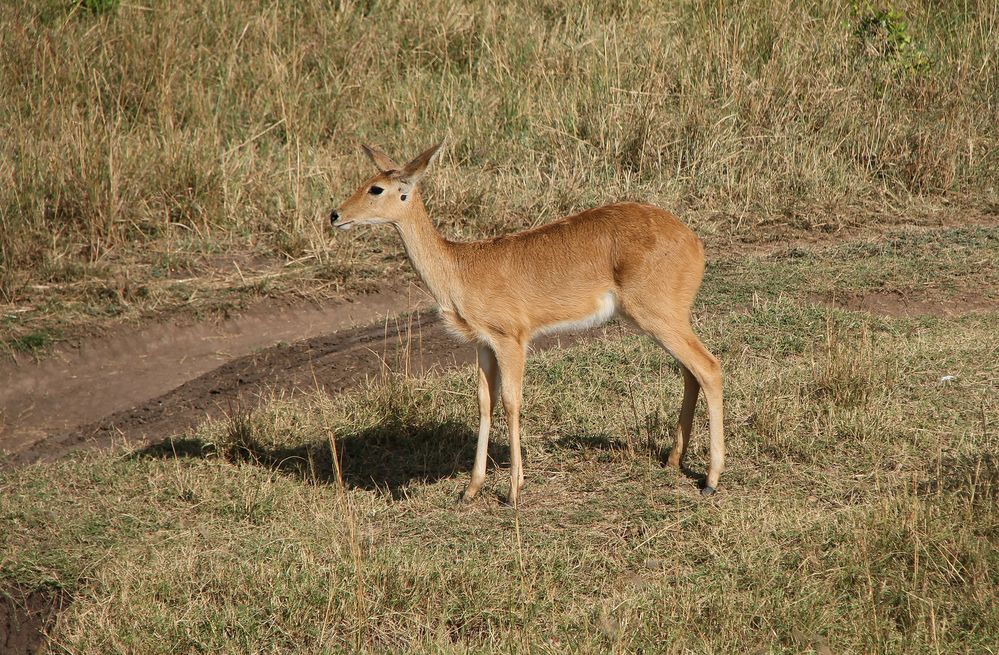 Riedbock – Redunca redunca