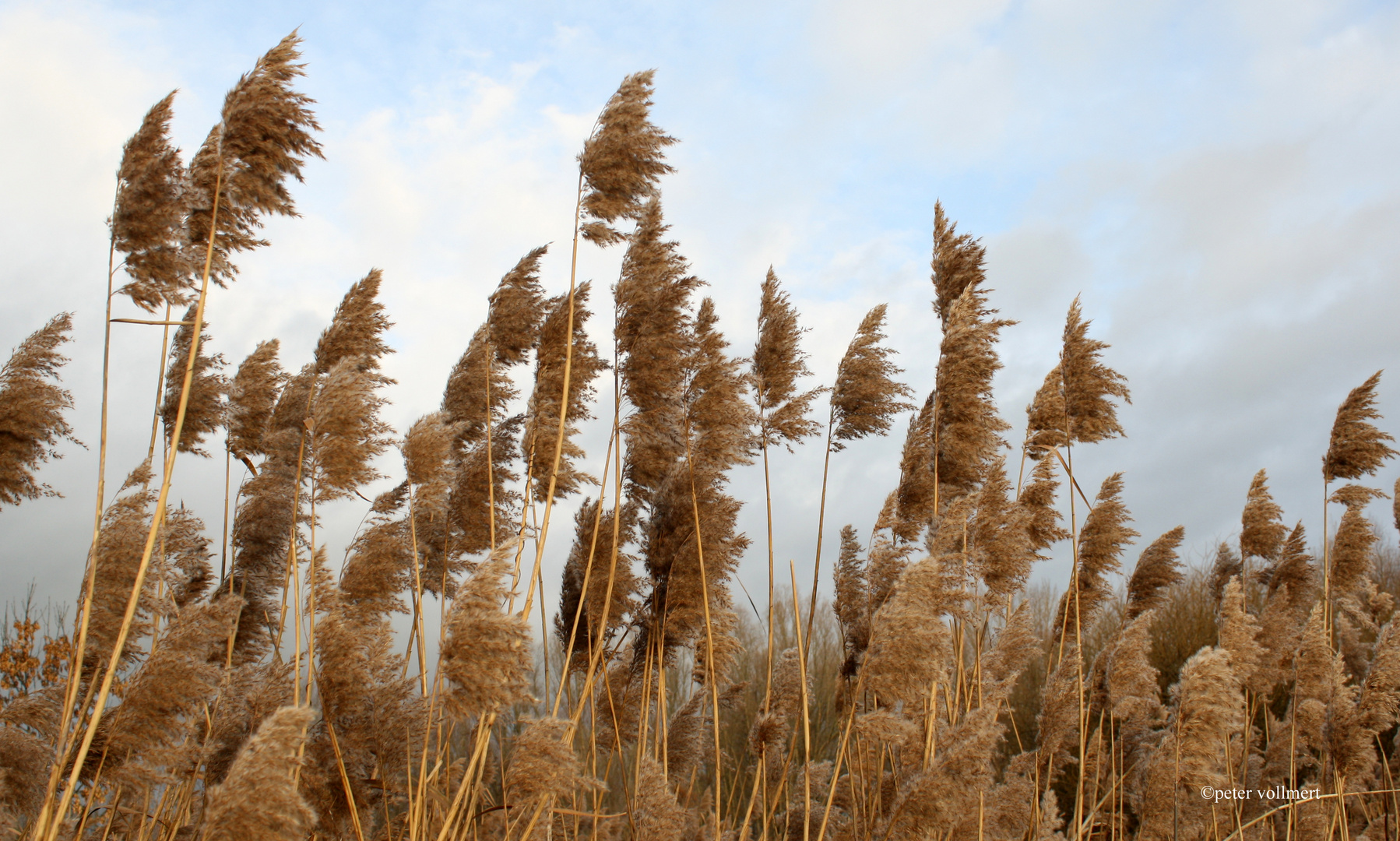 Riedgras im Wind